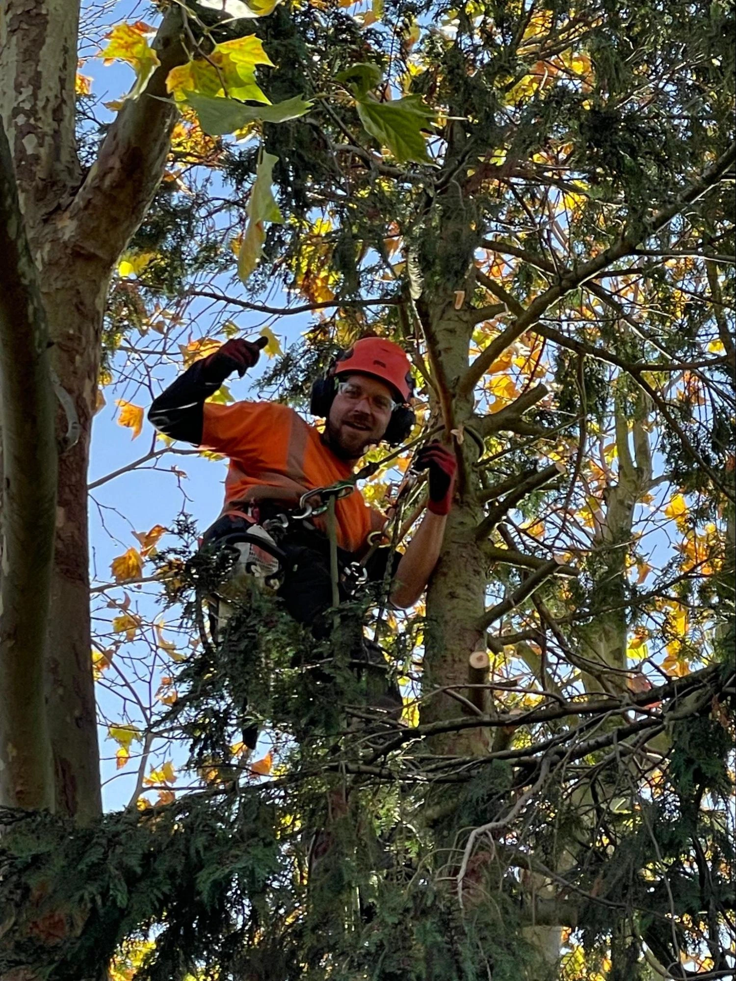 Upminster Tree Care Experts